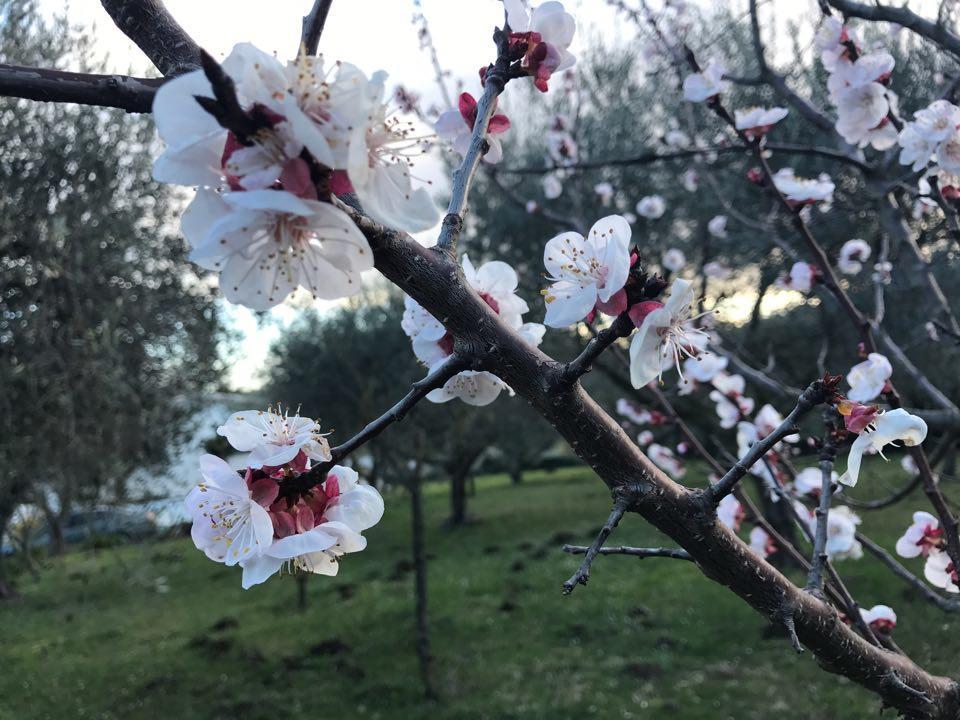 Il Pettirosso B&B Grottaferrata Buitenkant foto